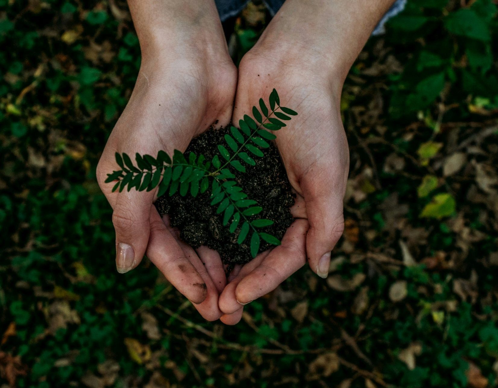 Bild mit Händen die Erde und eine Pflanze halten